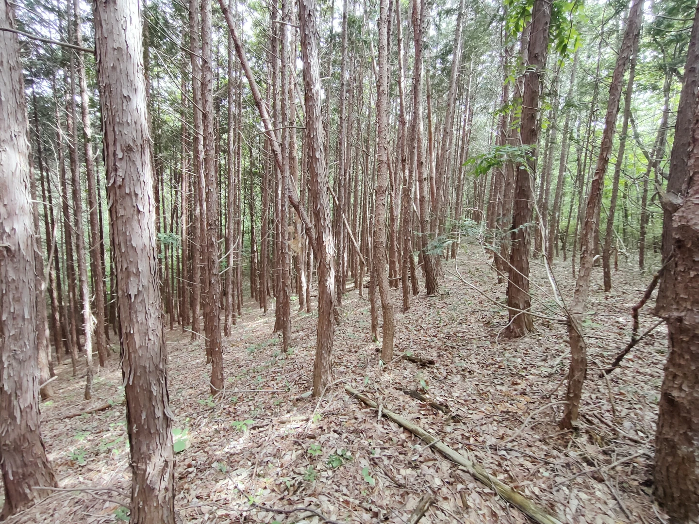 竹林・山林売ります 奈良県 桜井市 高家 山田 関西 近畿 - その他