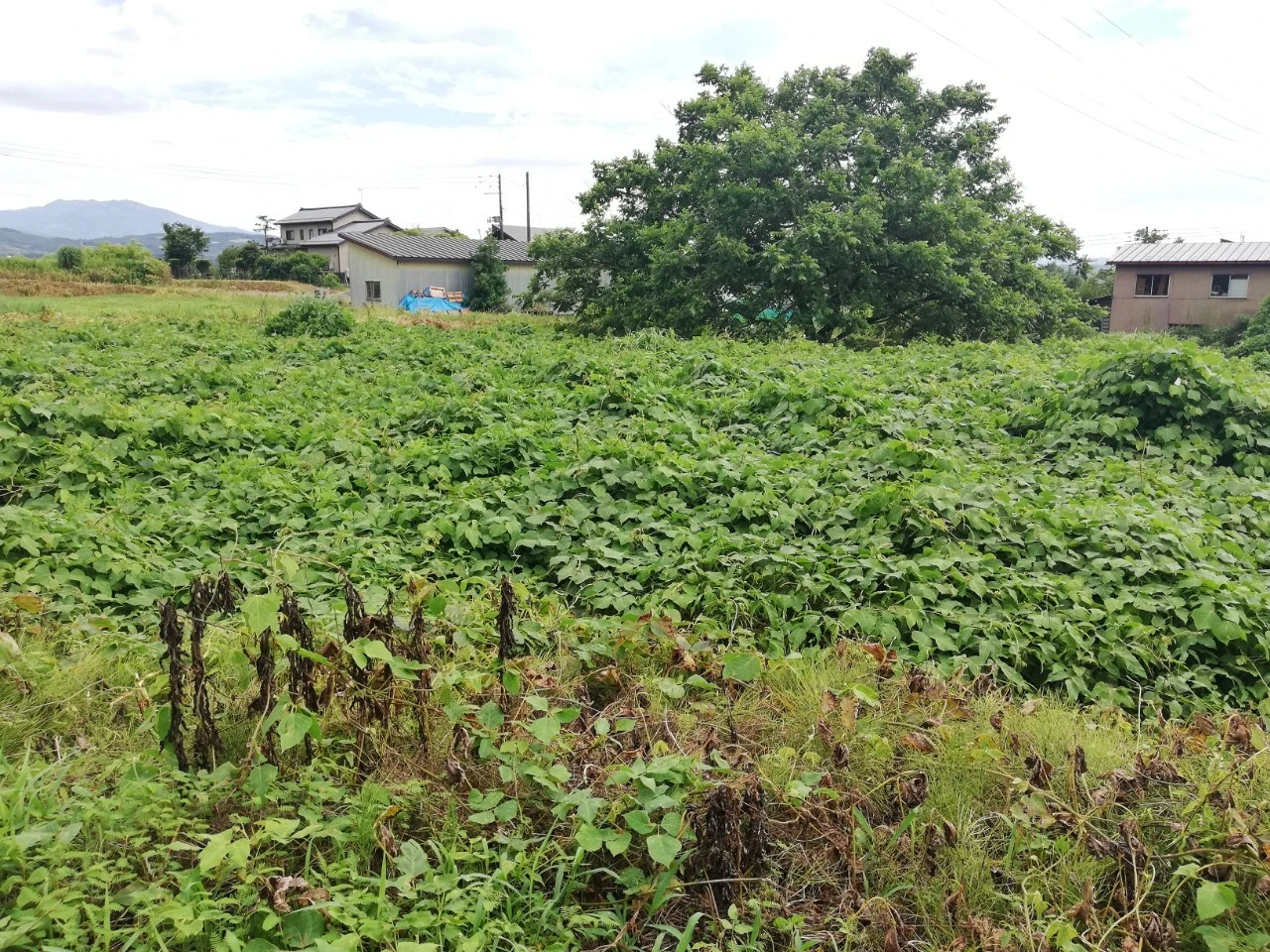 農地 350坪 ゆずります。