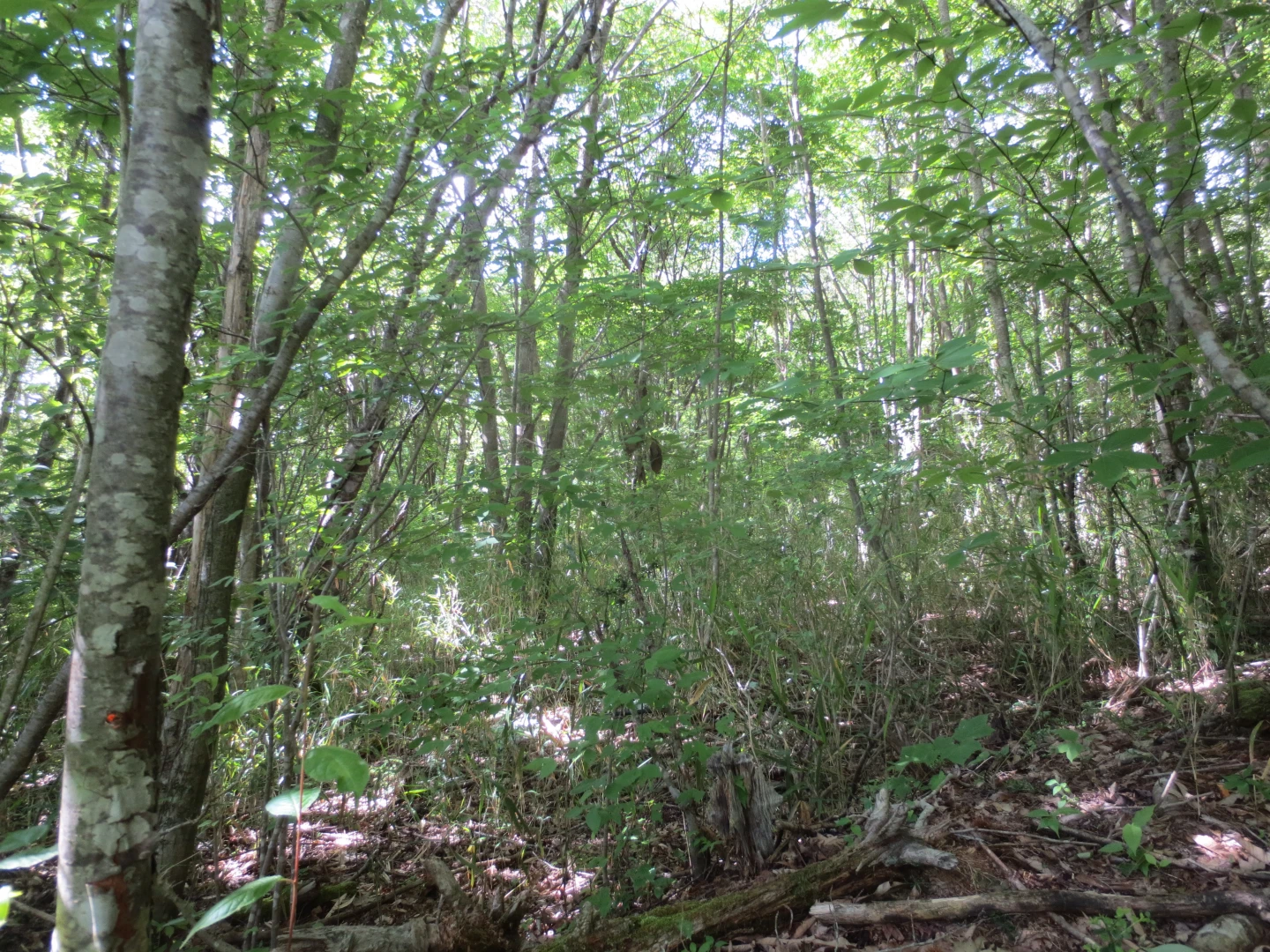 大分県 玖珠郡九重町｜阿蘇くじゅう国立公園に隣接する山林1600